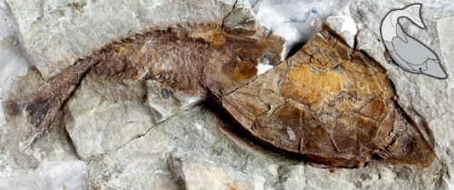 4亿年前鱼类化石heterostracan中发现最古老骨骼证据