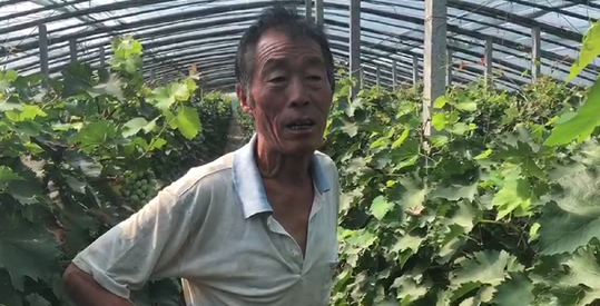 回访“温比亚”台风中哭泣的寿光菜农:大坝立功 老宋不哭了!去年颗粒无收 今年喜获丰收